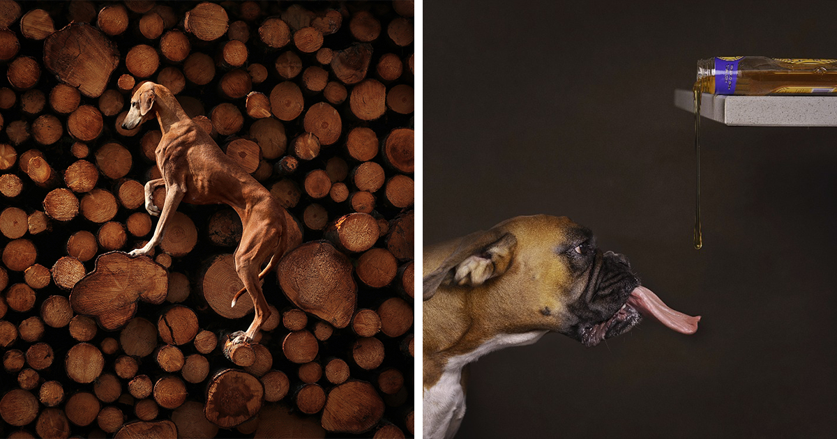 30 Most Adorable, Hilarious, And Breathtaking Dog Photos From The Pet Photography Awards