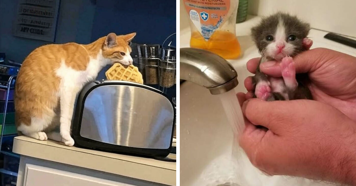 40 Cats Who Clearly Didn’t Read The User Manual On Being Normal