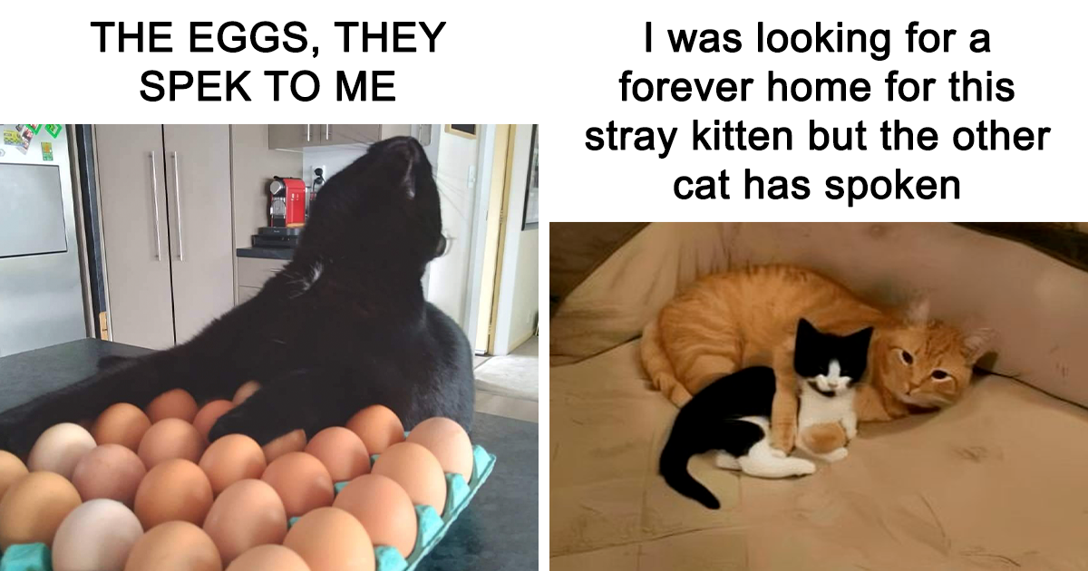40 Chaotic And Adorable Cat Memes That Perfectly Capture Their Sassy Side