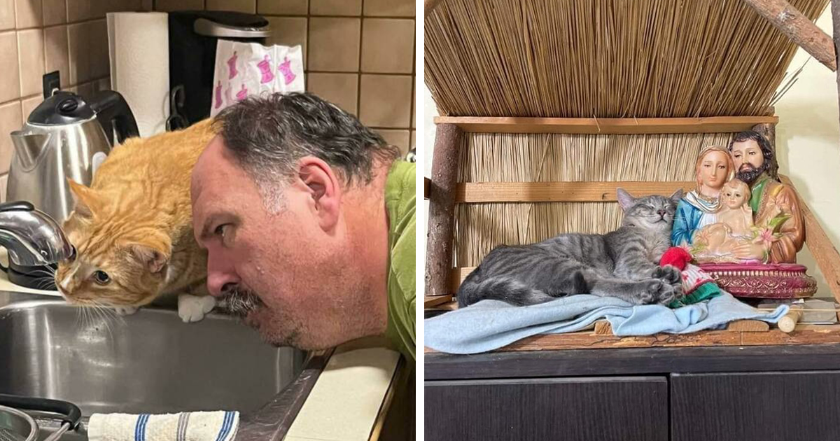30 'Important Animal Images' That Prove They're The Real Main Characters