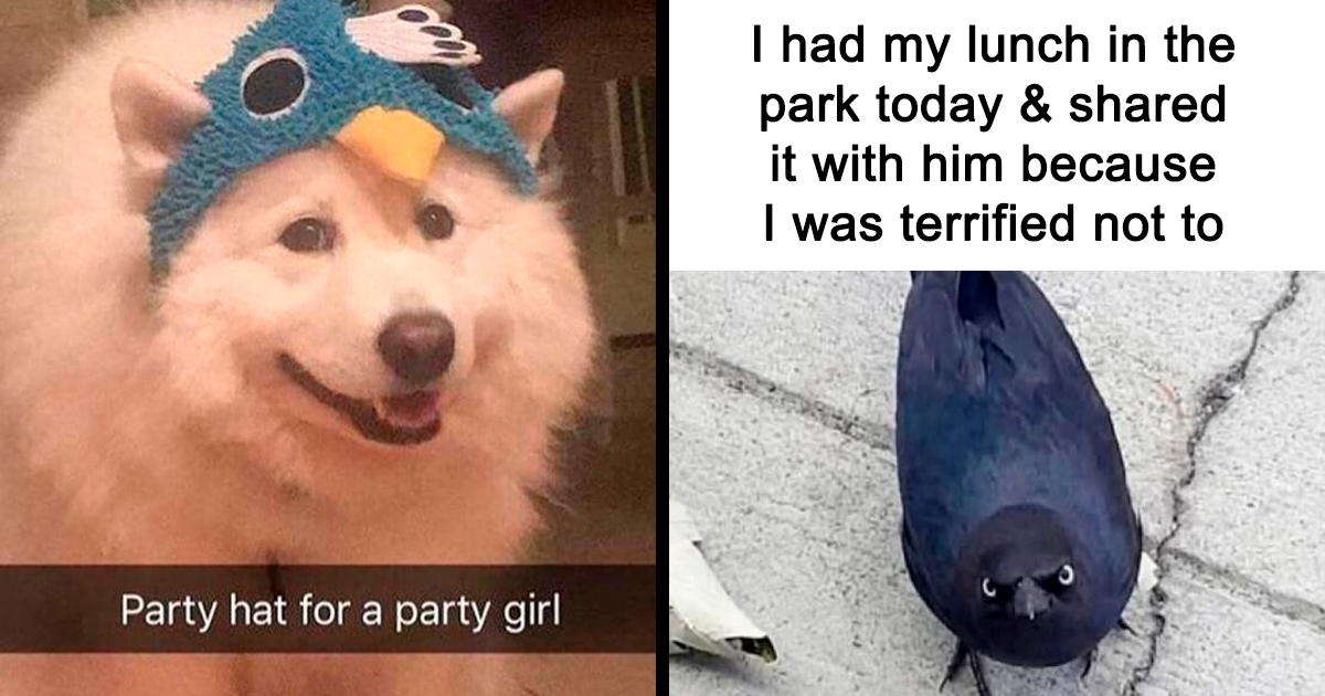 40 Animal Memes That Remind Us Love Comes With Fur And A Touch Of Madness