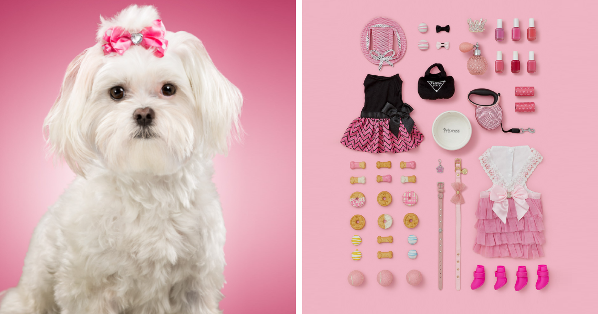 Pet Photographer Focuses On The Diversity Of Canine Lifestyles In "A Dog's Life” Series
