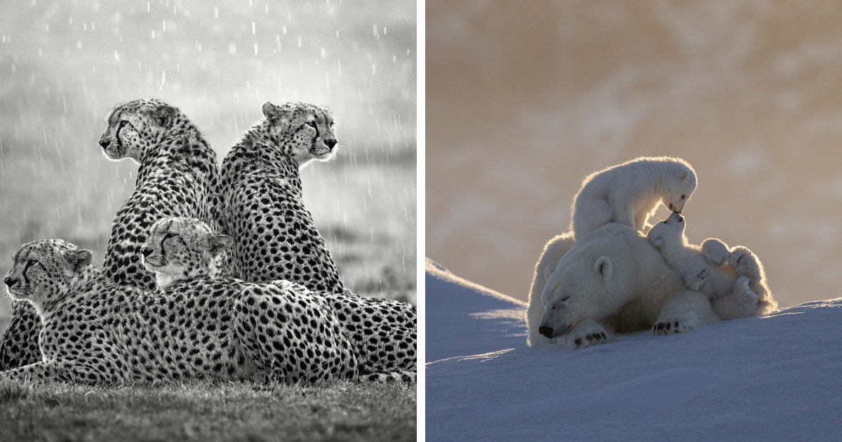 '10 Years Of Remembering Wildlife' Through Award-Winning Photography