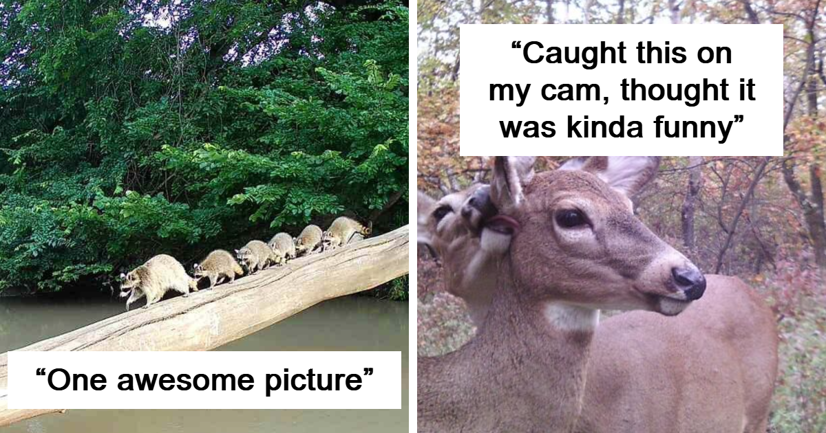 40 Trail Cam Shots That Show What Really Happens In The Wild