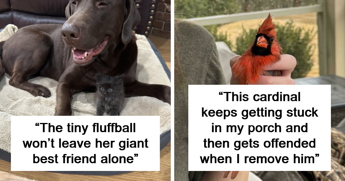 40 Wholesome Animal Moments That Might Melt Your Heart