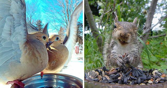 Woman Turns Her Bird Feeder Into A Wildlife Photo Booth With A Hidden Camera (40 Pics)
