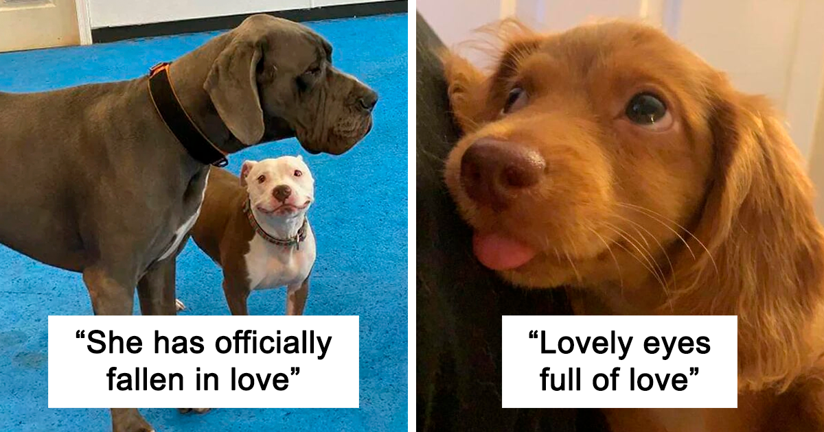 35 Times Dogs Pureness Of Heart Shone Through The Lens Of The Camera