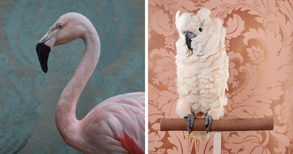 ’Birds Of A Feather’: 10 Charming Captures Of Birds By Claire Rosen