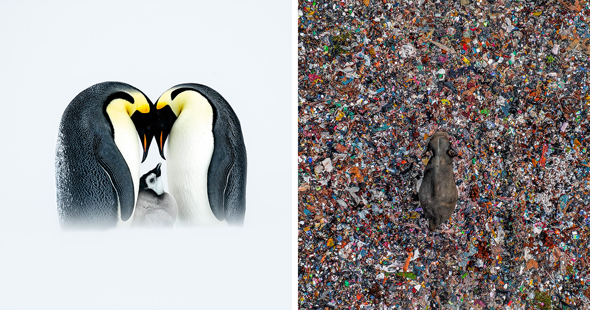 Nature’s Best Photography 2025: 20 Amazing Finalists That Remind Us Why Nature Is The Ultimate Artist