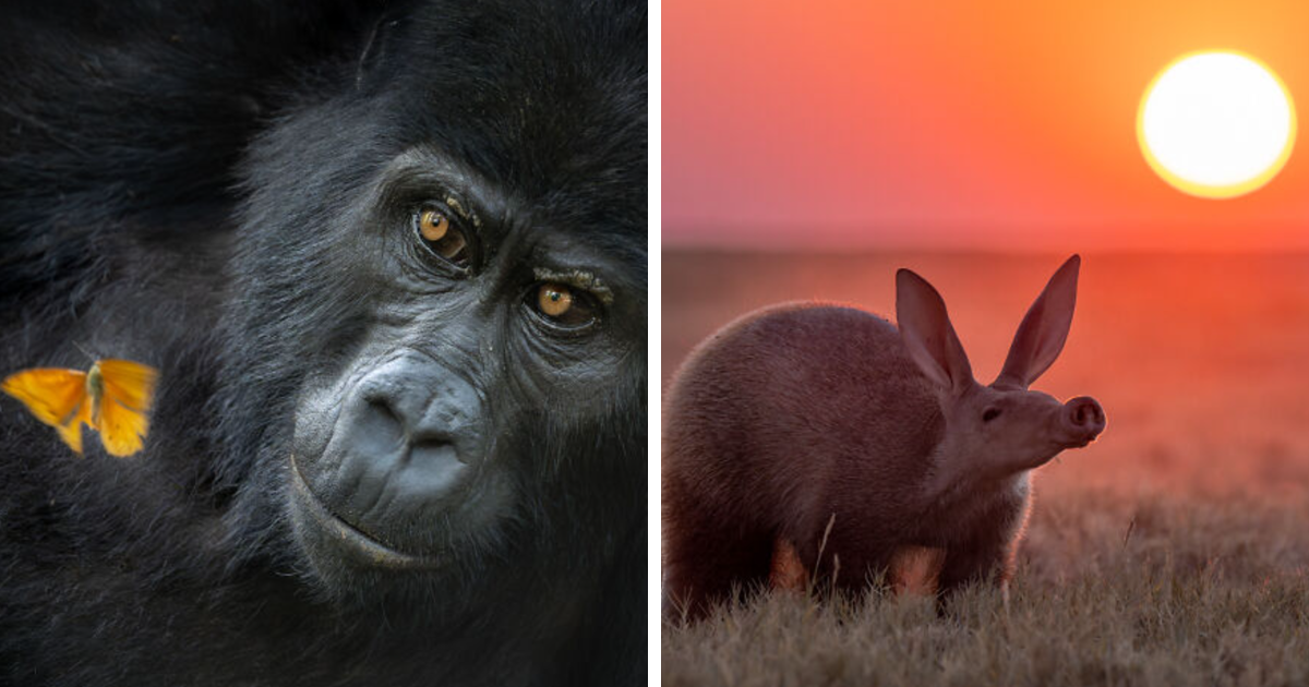 The Nature Photographer Of The Year: 20 Unforgettable Shots That Stood Out In 2025