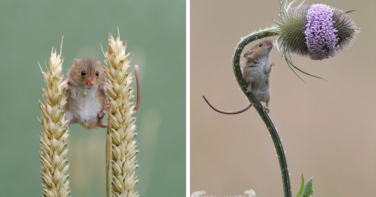This Photographer Spent Countless Hours Capturing Harvest Mice, And The Photos Are Pure Joy (20 Pics)