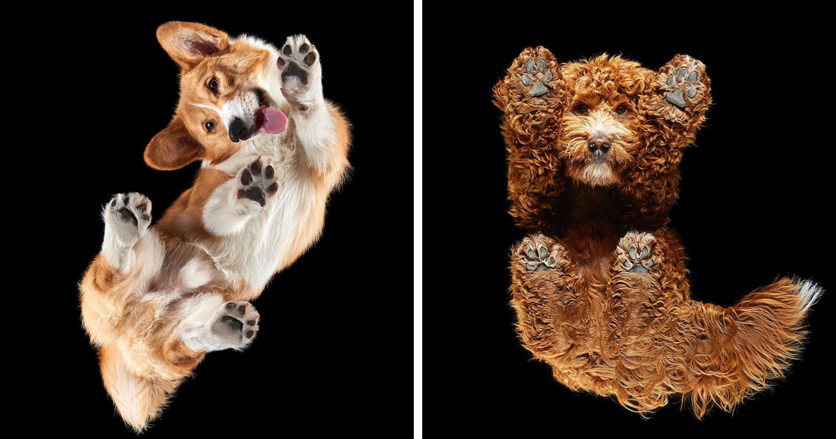 Photographer Turns The World Upside Down With Stunning “Underlook” Animal Portraits (30 Pics)