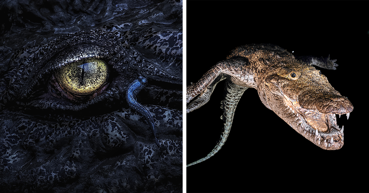 40 Award-winning Images That Stole The Show At The 2025 Mangrove Photography Awards