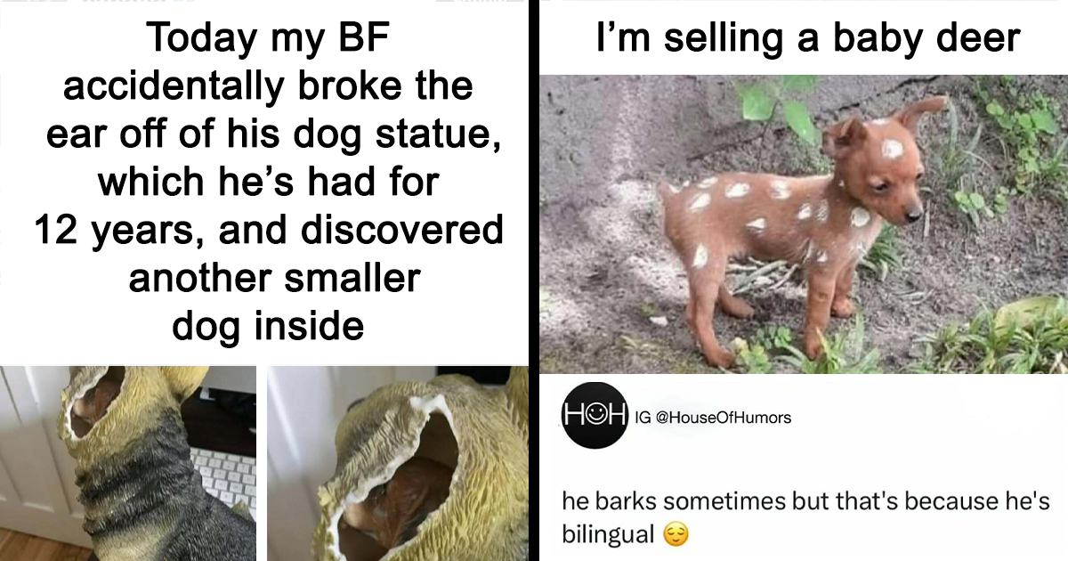 40 Animal Memes That Prove They’re Just As Weird As We Are