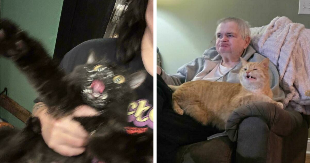 40 Cat Moments That Perfectly Capture Why The Internet Is Obsessed With Them