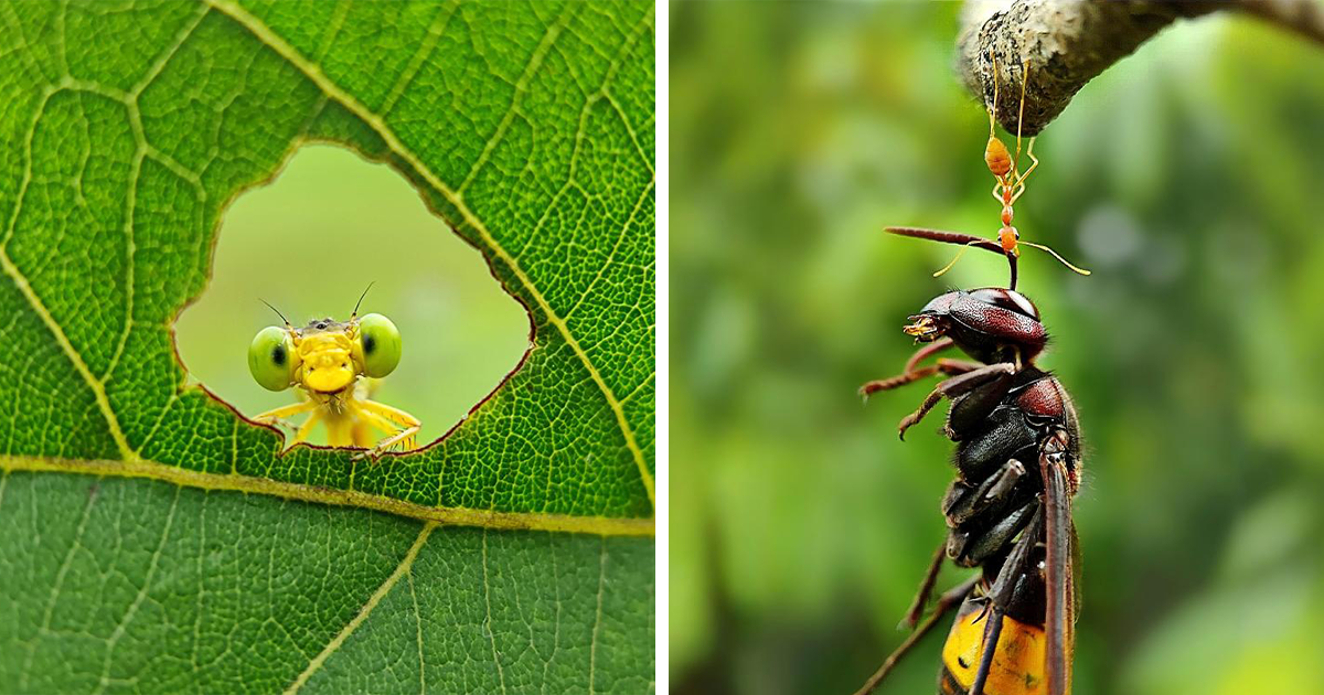 40 Detailed Macro Shots That Expose The Fascinating Lives Of Small Creatures