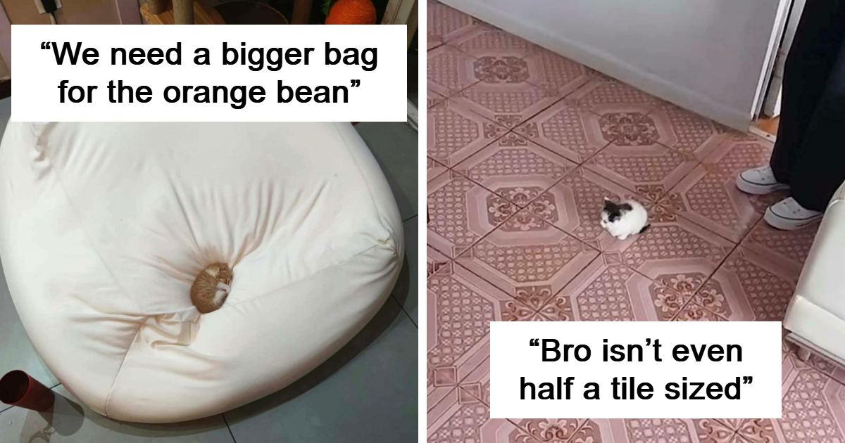 40 Mini Cats In Oversized Worlds Being Utterly Precious
