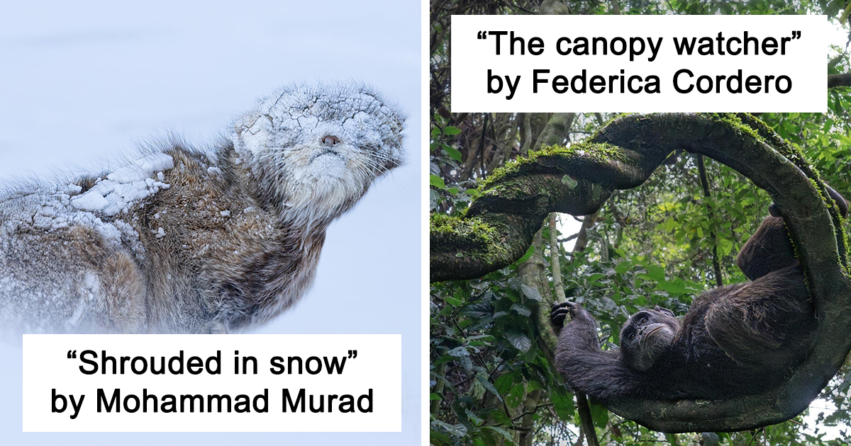 The Wild, The Beautiful, The Unexpected: 30 Winning Photos From The 2025 Nature inFocus Photography Awards