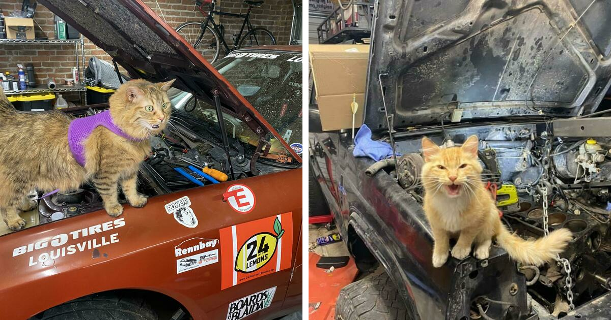 40 Confused Cats Who Decided They Belong In A Garage, Not A Living Room