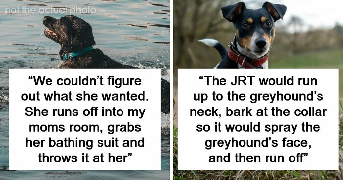 35 Times People Were Supremely Impressed By Their Pet’s Intelligence