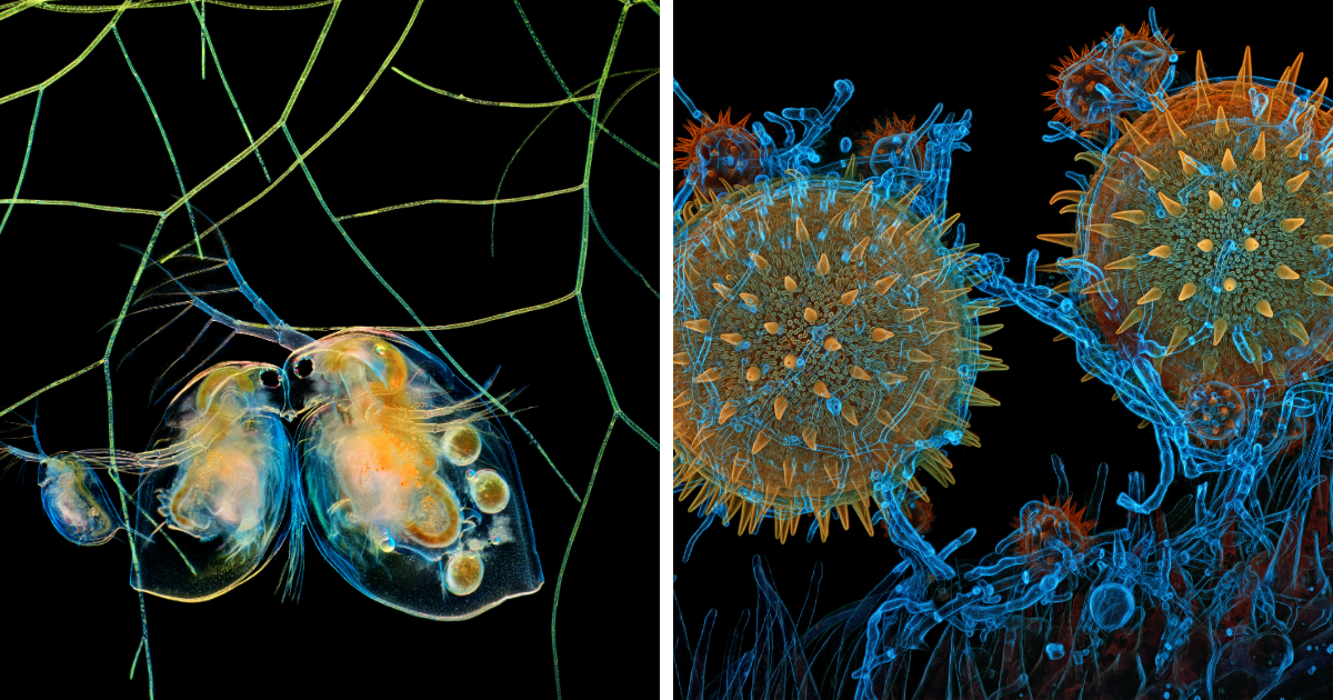 20 Spectacular Photomicrography Winners At The 2025 Nikon Small World Contest