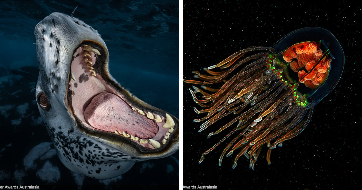 20 Jaw-Dropping Winning Shots From The 2025 Underwater Awards Australasia