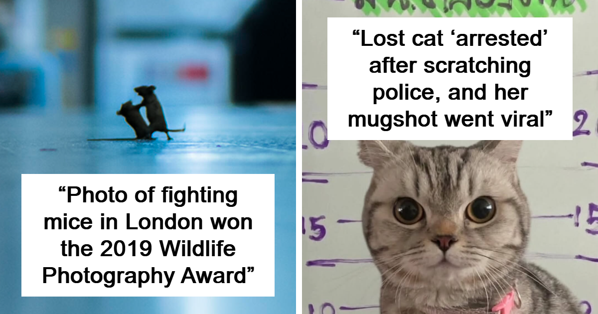 If Your Brain Needs A Gentle Break, These 30 Interesting Facts And Pics Are Perfect