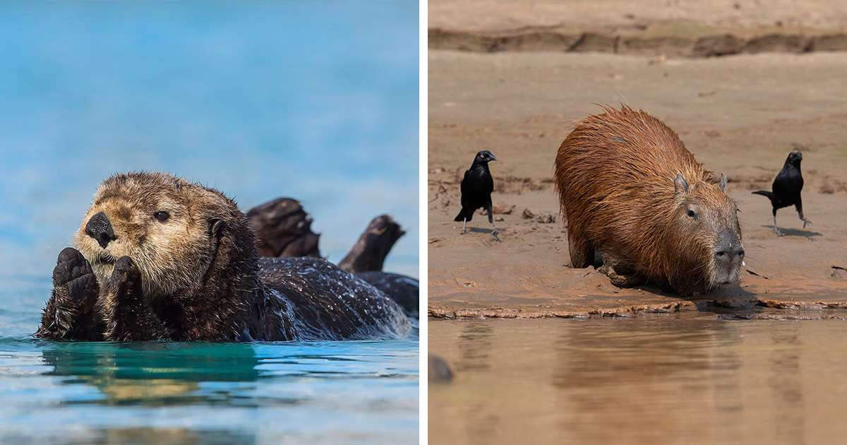 30 Stunning Wildlife Photos That Show The Raw Beauty Of Nature By This Photographer