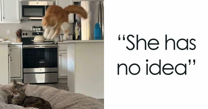 25 Adorable Photos Of Orange Cats From The “One Orange Brain Cell” Community