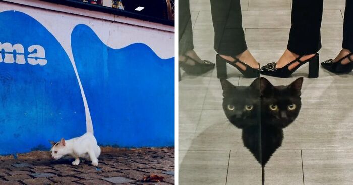 30 Captivating Street Photos That Prove Timing Is Everything