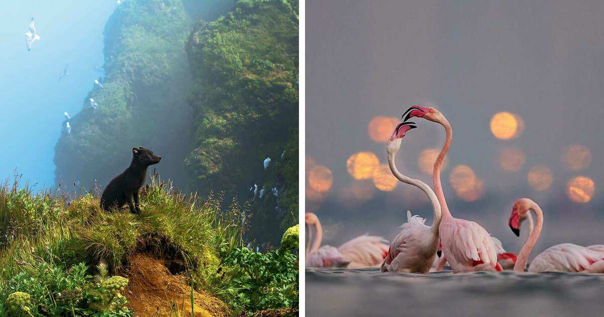 Wild, Raw, And Unfiltered: Here Are The Winners Of The 2025 National Wildlife Photo Contest