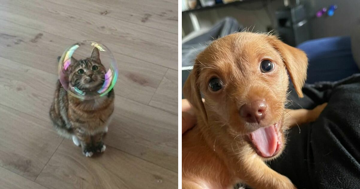 25 Animal Photos That Will Soften Even The Hardest Of Hearts