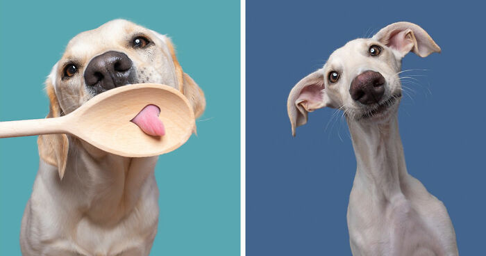 40 Charming Dog Portraits That Show Every Pup’s Unique Character