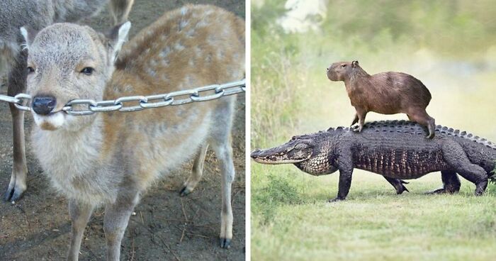 This Page Celebrates Animals With Main-Character Energy, And These 40 Pics Prove It