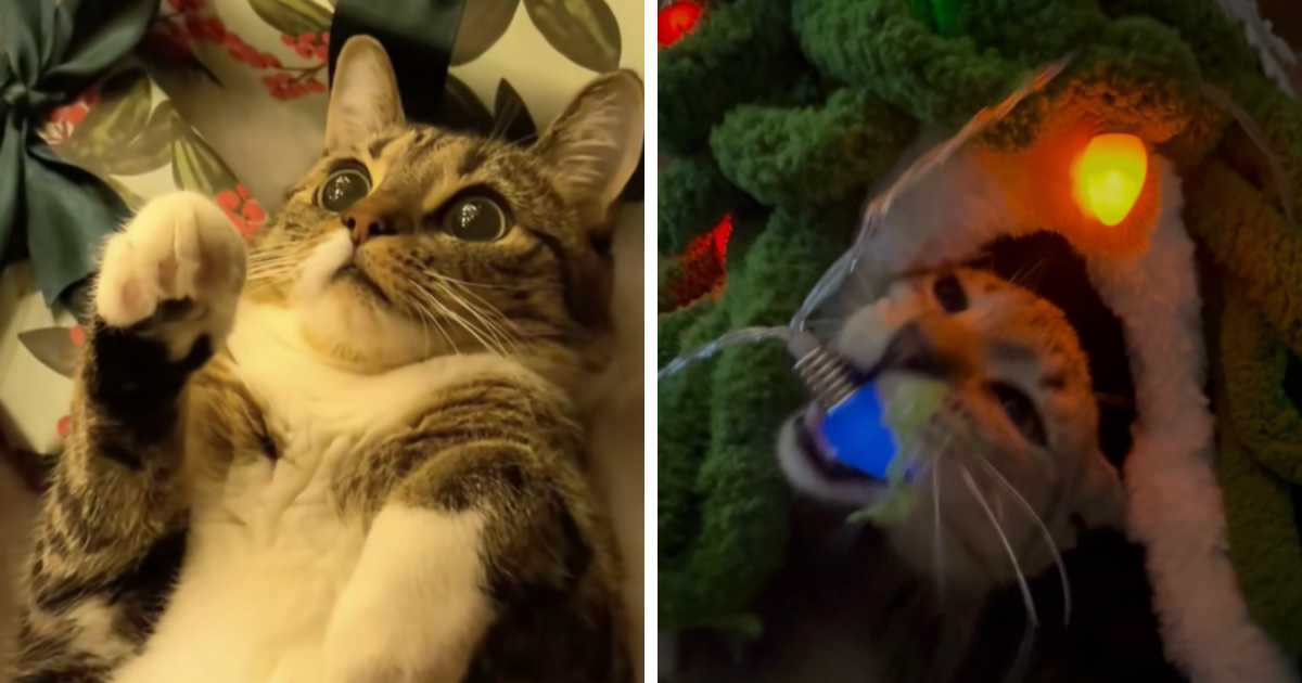 35 Adorable Pics Of Cats Reacting To Their First Christmas
