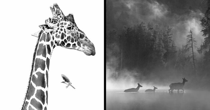 Exposure One Unveils 40 Stunning Images From Its First Black & White Nature Contest