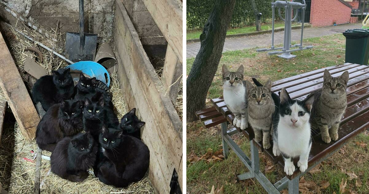 40 Times Cats Were Clearly Plotting Something Behind Our Backs
