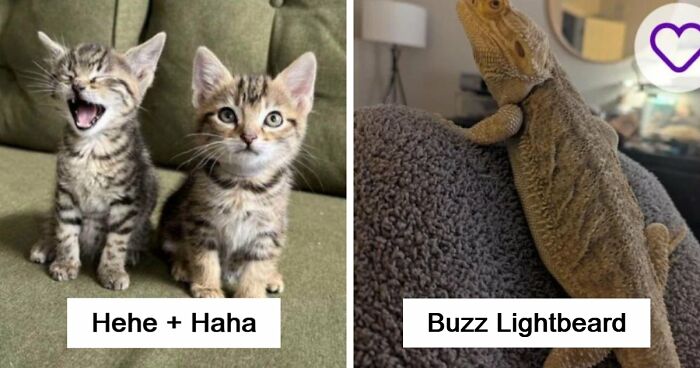 40 Hilariously Clever Pet Names That Prove Some People Are Way Too Creative