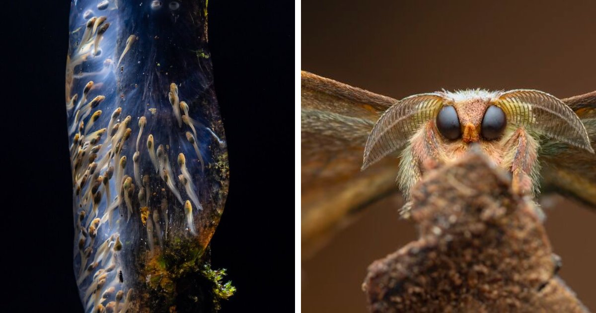 20 Remarkable Winning Photos From Close-Up Photographer Of The Year Competition
