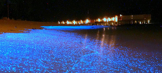 Beach In Maldives Looks Like an Ocean of Blue Stars