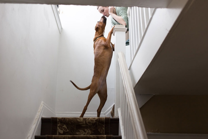 why-we-rescue-adopted-pets-theron-humphrey-27
