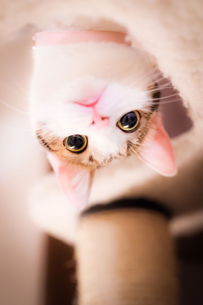 cat-portraits-seiji-mamiya-4