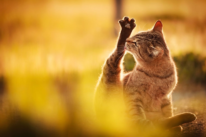 cat-portraits-seiji-mamiya-2