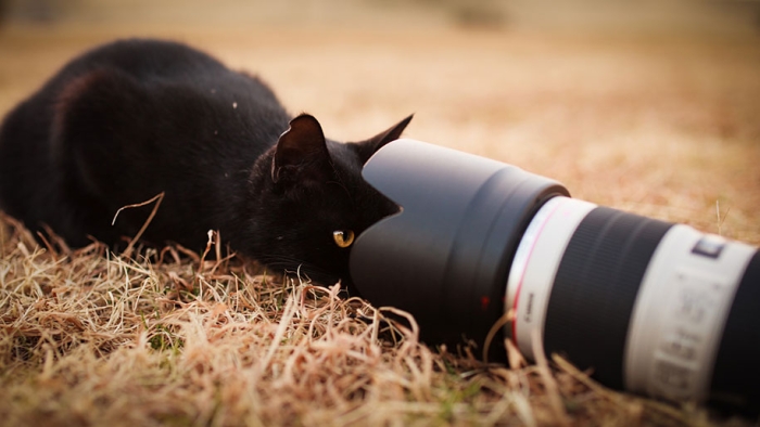cat-portraits-seiji-mamiya-16