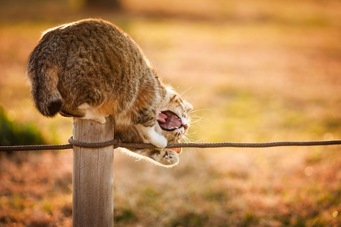 cat-portraits-seiji-mamiya-7
