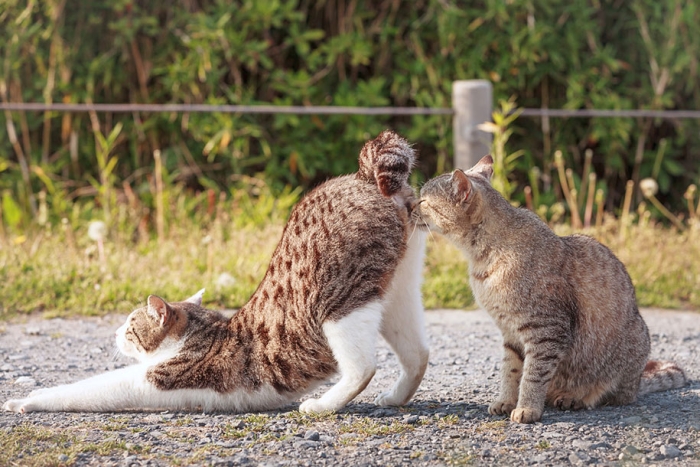 cat-portraits-seiji-mamiya-11