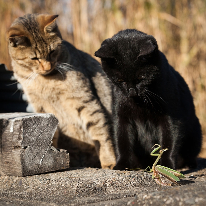 cat-portraits-seiji-mamiya-13