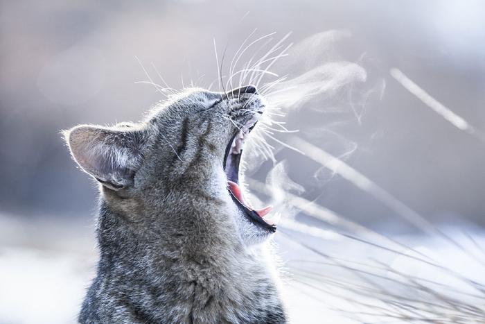 cat-portraits-seiji-mamiya-14