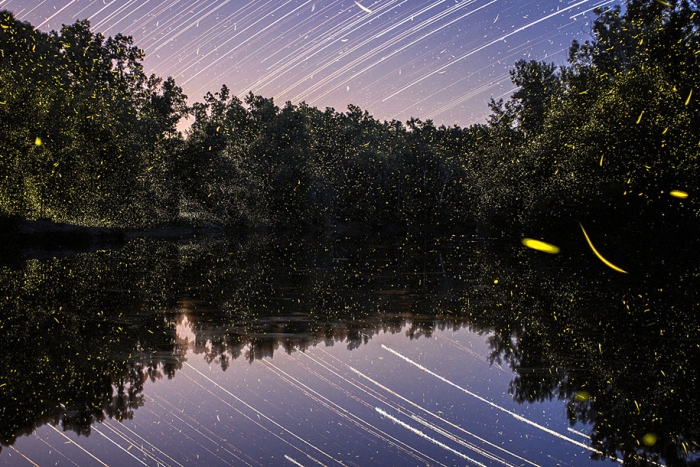 firefly-time-lapse-photography-vincent-brady-12