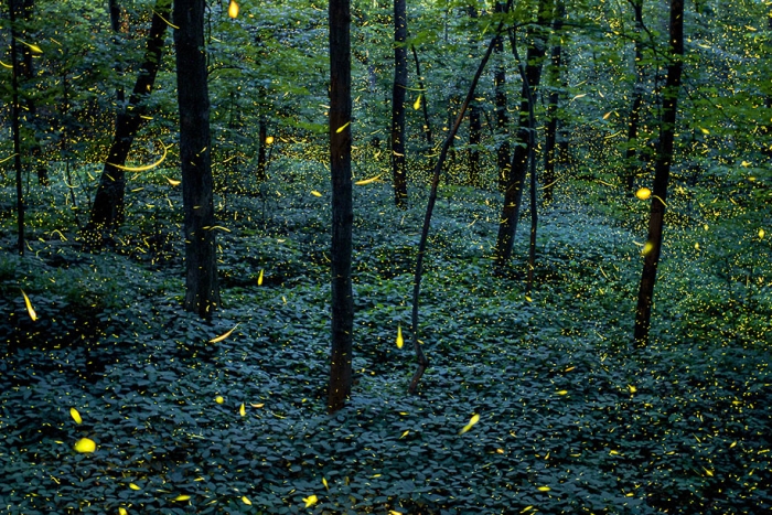 firefly-time-lapse-photography-vincent-brady-4